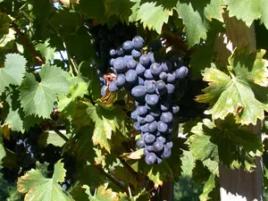 Vitis 'Attika'