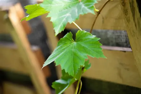 Vitis 'Aurore' - 80-100 CM C2 - image 2
