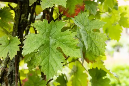 Vitis 'Aurore' - 80-100 CM C2 - image 4