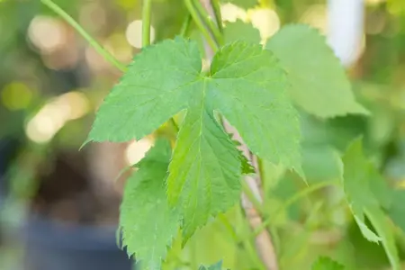Vitis 'Aurore' - 80-100 CM C2 - image 5