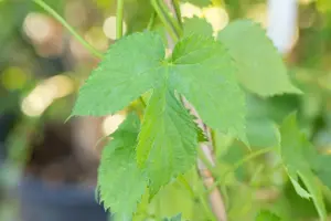 Vitis 'Aurore' - 80-100 CM C2 - image 5