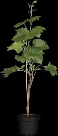 Vitis 'Aurore' - 80-100 CM C2 - image 1