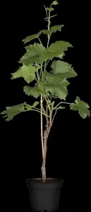Vitis 'Aurore' - 80-100 CM C2 - image 1