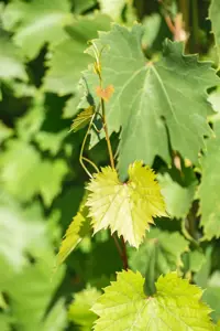 Vitis 'Bianca' - 80-100 CM C2 - image 2