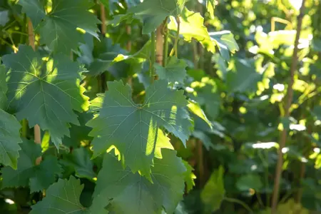 Vitis 'Bianca' - 60-80 CM C2.5 - image 5