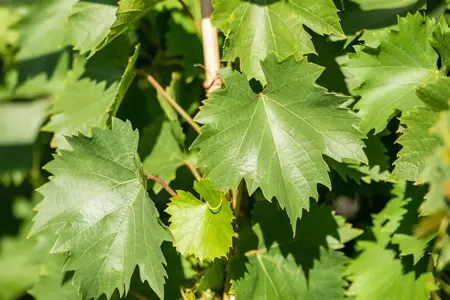 Vitis 'Bianca' - 60-80 CM C2.5 - image 3