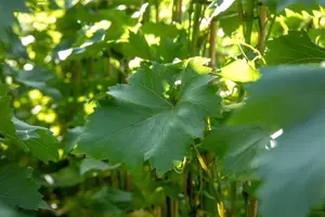 Vitis 'Bianca' - 60-80 CM C2.5 - image 4