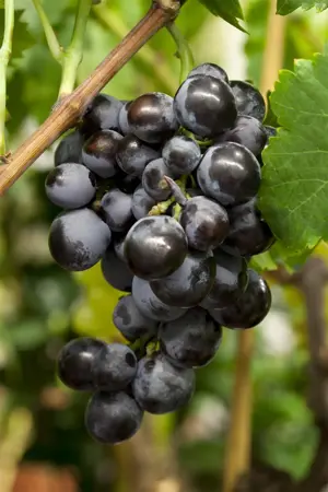 Vitis 'Boskoop Glory' - 2 Ltr, single cane