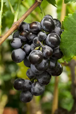 Vitis 'Boskoop Glory' - 125-150 CM C5