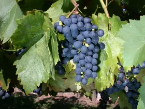 Vitis 'Buffalo'