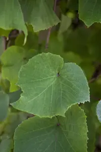 Vitis coignetiae - 80-100 CM C2 CANED - image 1