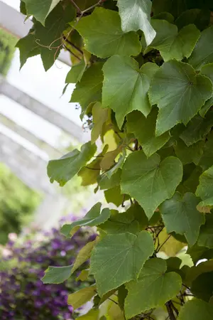 Vitis coignetiae - 60-80 CM C2.5 - image 2