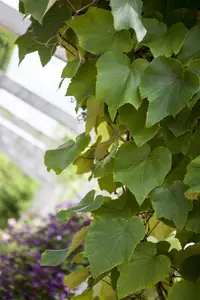 Vitis coignetiae - 60-80 CM C2.5 - image 2