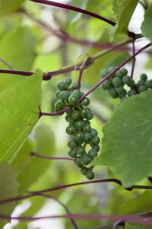 Vitis coignetiae - 60-80 CM C2.5 - image 3