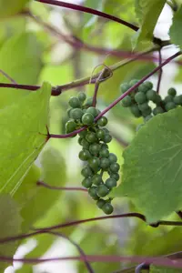 Vitis coignetiae - 60-80 CM C2.5 - image 3