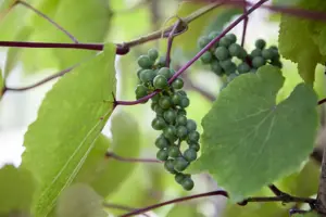 Vitis coignetiae - 80-100 CM C2 CANED - image 4