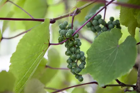 Vitis coignetiae - 60-80 CM C2.5 - image 4