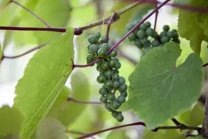 Vitis coignetiae - 60-80 CM C2.5 - image 4