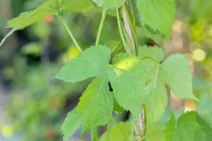Vitis 'Eddie's Blue Wonder' - 175-200 CM C5 - image 5