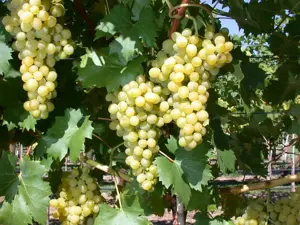 Vitis 'Fragola'