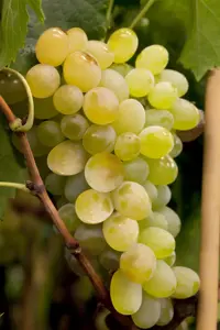 Vitis 'Himrod' - 2 Ltr, single cane
