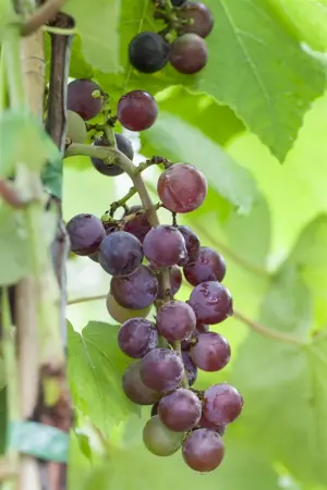 Vitis 'Katharina' - 80-100 CM C1.5 - image 3