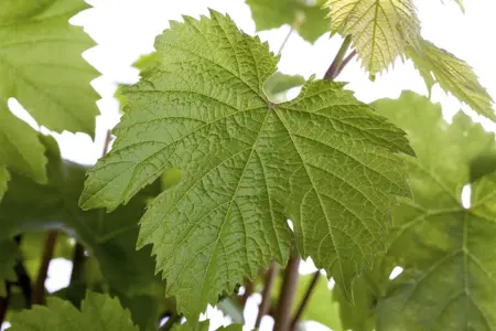 Vitis 'Katharina' - 80-100 CM C1.5 - image 2