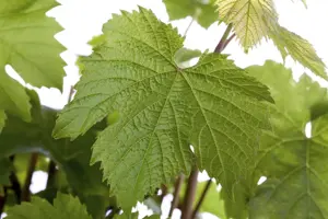 Vitis 'Katharina' - 80-100 CM C1.5 - image 2