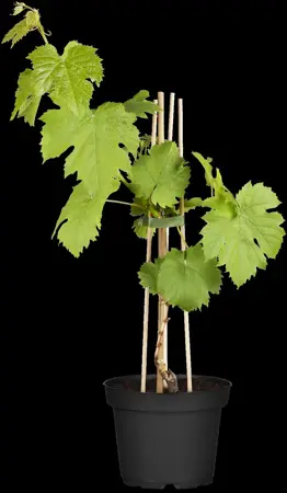 Vitis 'Katharina' - 80-100 CM C1.5 - image 1