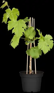 Vitis 'Katharina'