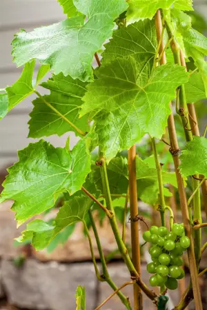 Vitis 'Lakemont' - 2 Ltr, single cane - image 5