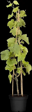 Vitis 'Lakemont' - 2 Ltr, single cane - image 4