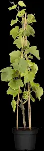 Vitis 'Lakemont' - 2 Ltr, single cane - image 4