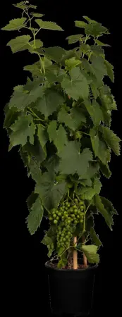 Vitis 'Lakemont' - 2 Ltr, single cane - image 1