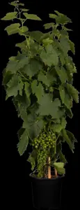 Vitis 'Lakemont'