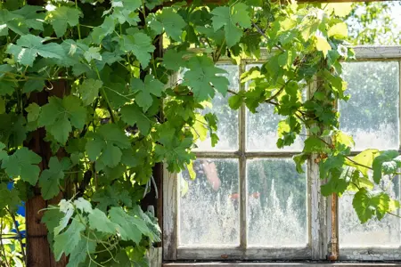 Vitis 'Mika' - 200-250 CM C20 3 CANE - image 3