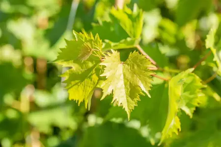 Vitis 'Muscat Bleu' - 2 Ltr, 3 canes - image 3