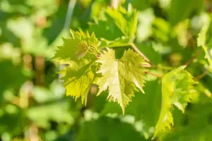 Vitis 'Muscat Bleu' - 2 Ltr, 3 canes - image 3