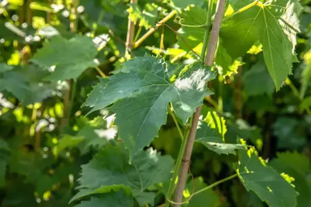 Vitis 'Muscat Bleu' - 2 Ltr, 3 canes - image 5