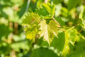 Vitis 'Muscat Bleu' - 150-175 CM C10 - image 3