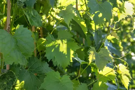 Vitis 'Muscat Bleu' - 2 Ltr, 3 canes - image 4
