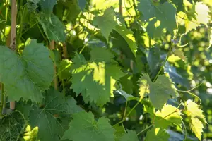Vitis 'Muscat Bleu' - 2 Ltr, 3 canes - image 4