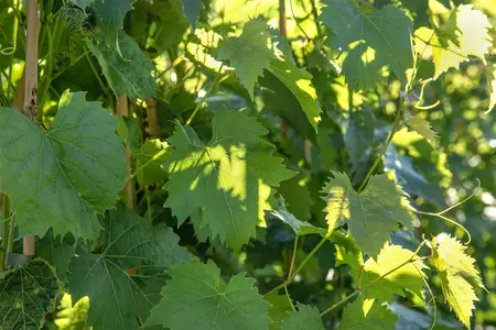 Vitis 'Muscat Bleu' - 150-175 CM C10 - image 4