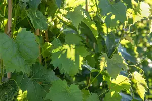 Vitis 'Muscat Bleu' - 150-175 CM C10 - image 4