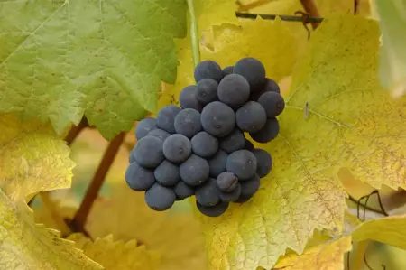 Vitis 'Muscat Bleu' - 2 Ltr, 3 canes - image 2