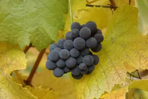 Vitis 'Muscat Bleu' - 2 Ltr, 3 canes - image 2