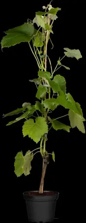 Vitis 'Muscat Bleu' - 2 Ltr, 3 canes - image 1