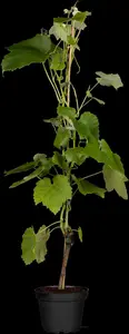 Vitis 'Muscat Bleu' - 150-175 CM C10 - image 5