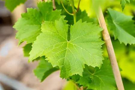 Vitis 'Nero' - 2 Ltr, single cane - image 4