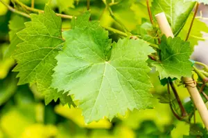 Vitis 'Nero' - 2 Ltr, single cane - image 5